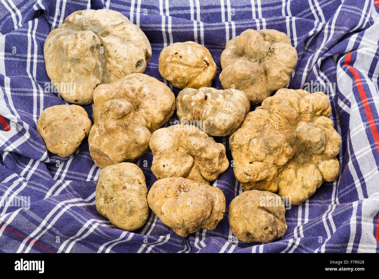 Many white truffles from Piedmont on cloth checkered blue and red Stock Photo
