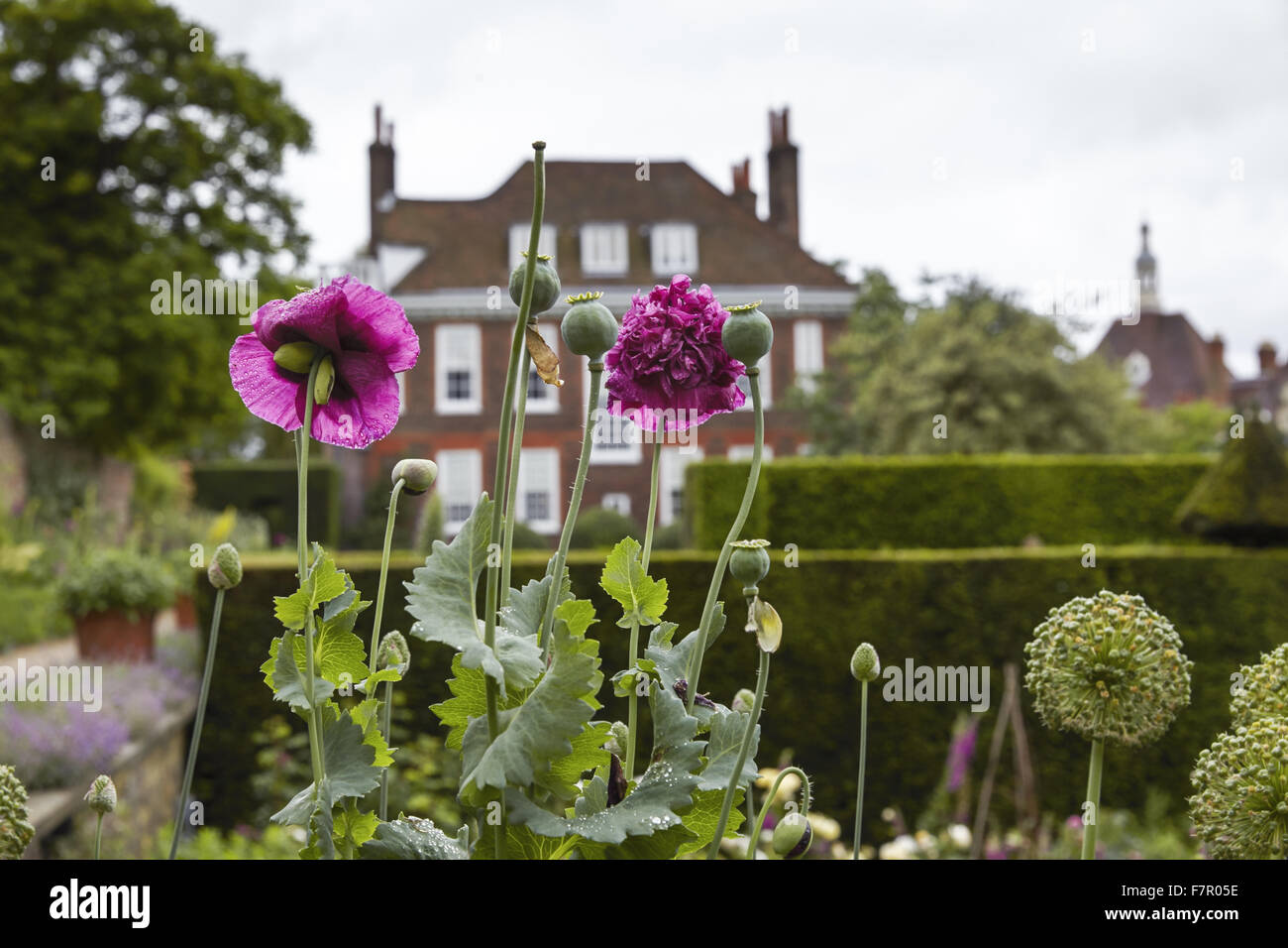 The garden at Fenton House and Garden, London. Fenton House was built in 1686 and is filled with world-class decorative and fine art collections. The gardens include an orchard, kitchen garden, rose garden and formal terraces and lawns. Stock Photo