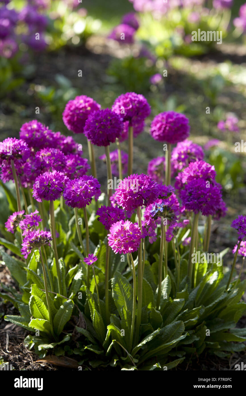 Primula denticulata ('drumstick primula') flowers, blooming in a border at Nymans, West Sussex, in April. Stock Photo