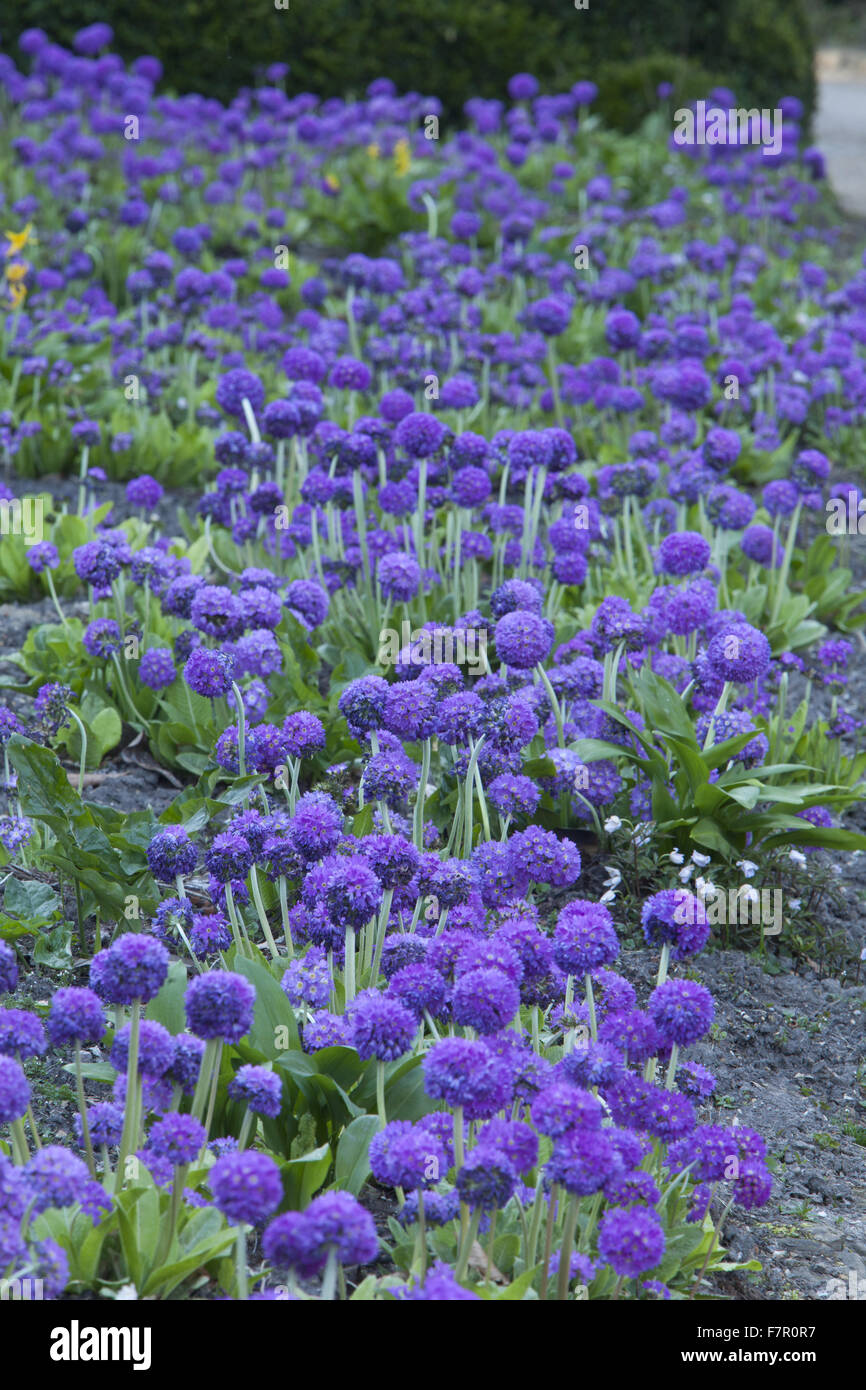 Primula denticulata ('drumstick primula') flowers, blooming in a border at Nymans, West Sussex, in April. Stock Photo