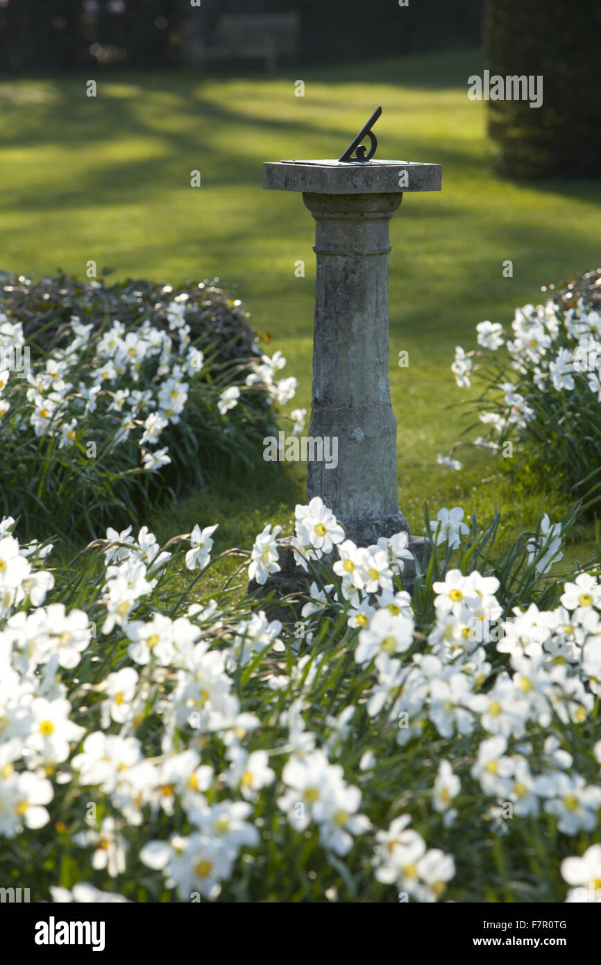 Narcissi flowers surrounding a sundial in the gardens at Nymans, West