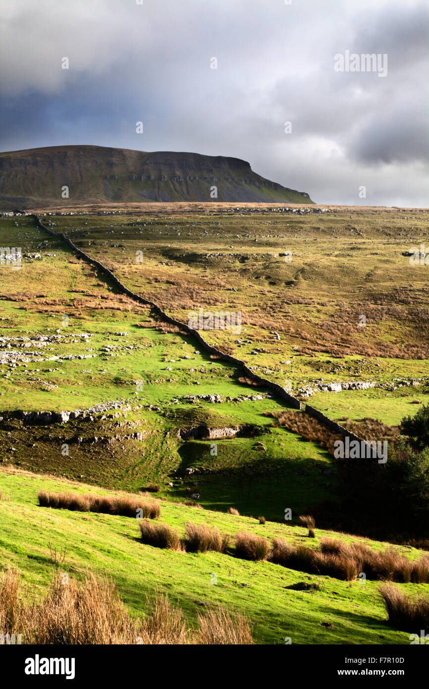pen-y-ghent-from-horton-scar-lane-horton-in-ribblesdale-north-yorkshire