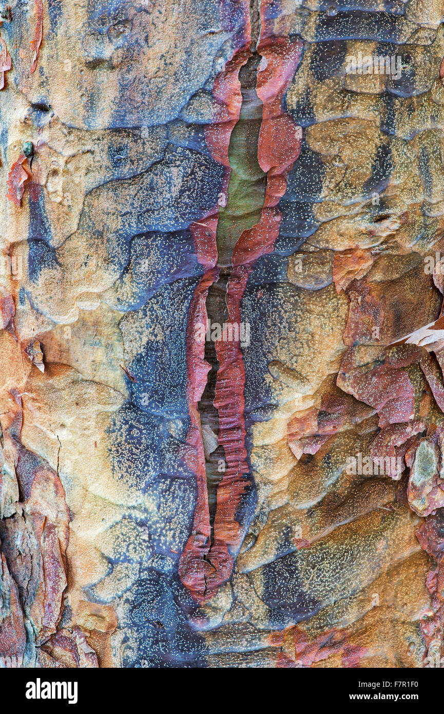 Acer griseum. Paperbark maple tree with peeling bark Stock Photo - Alamy