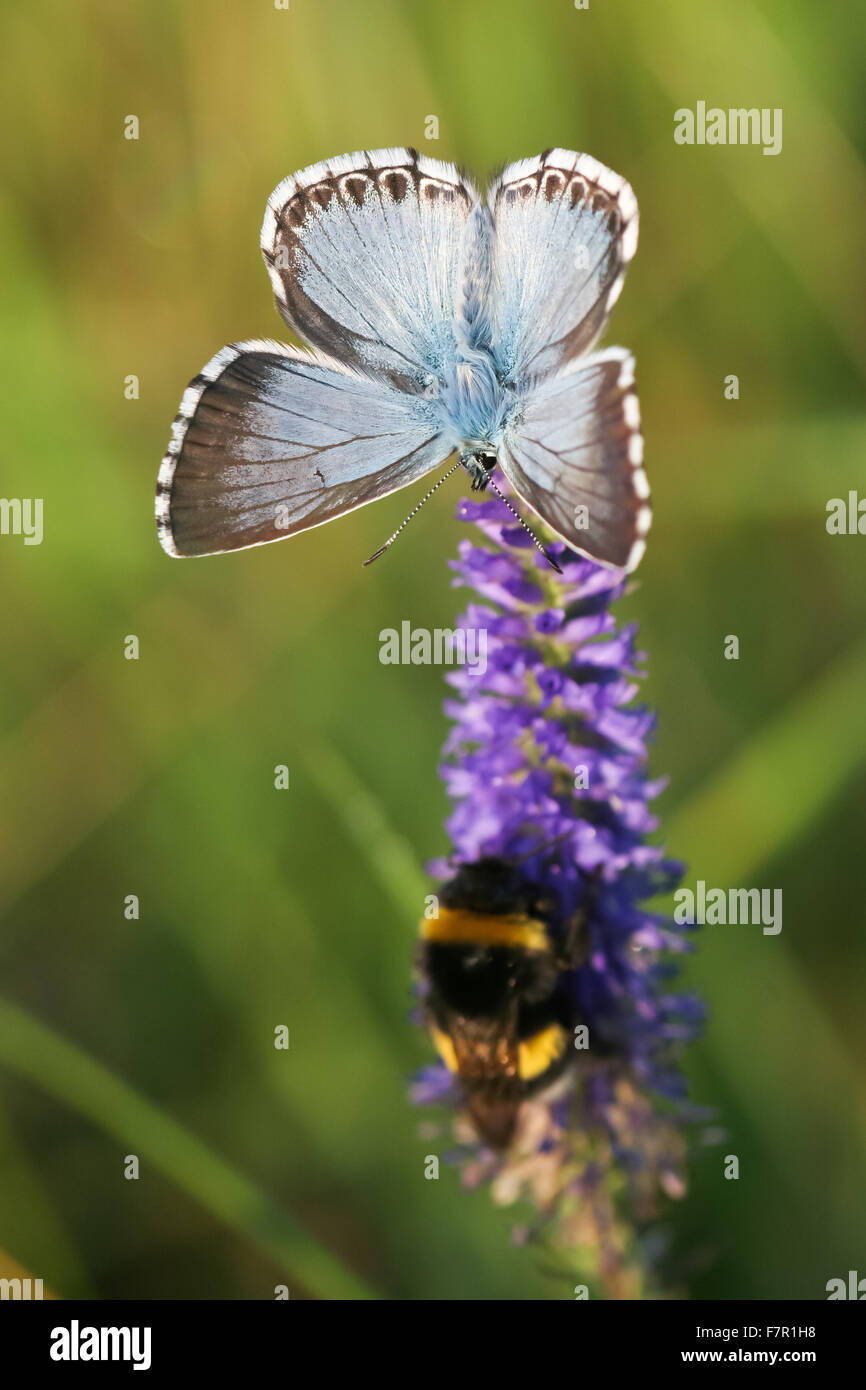 Butterfly Chalkhill Blue, Polyommatus coridon male and bumblebee, Bombus sp. on violet inflorescence Stock Photo