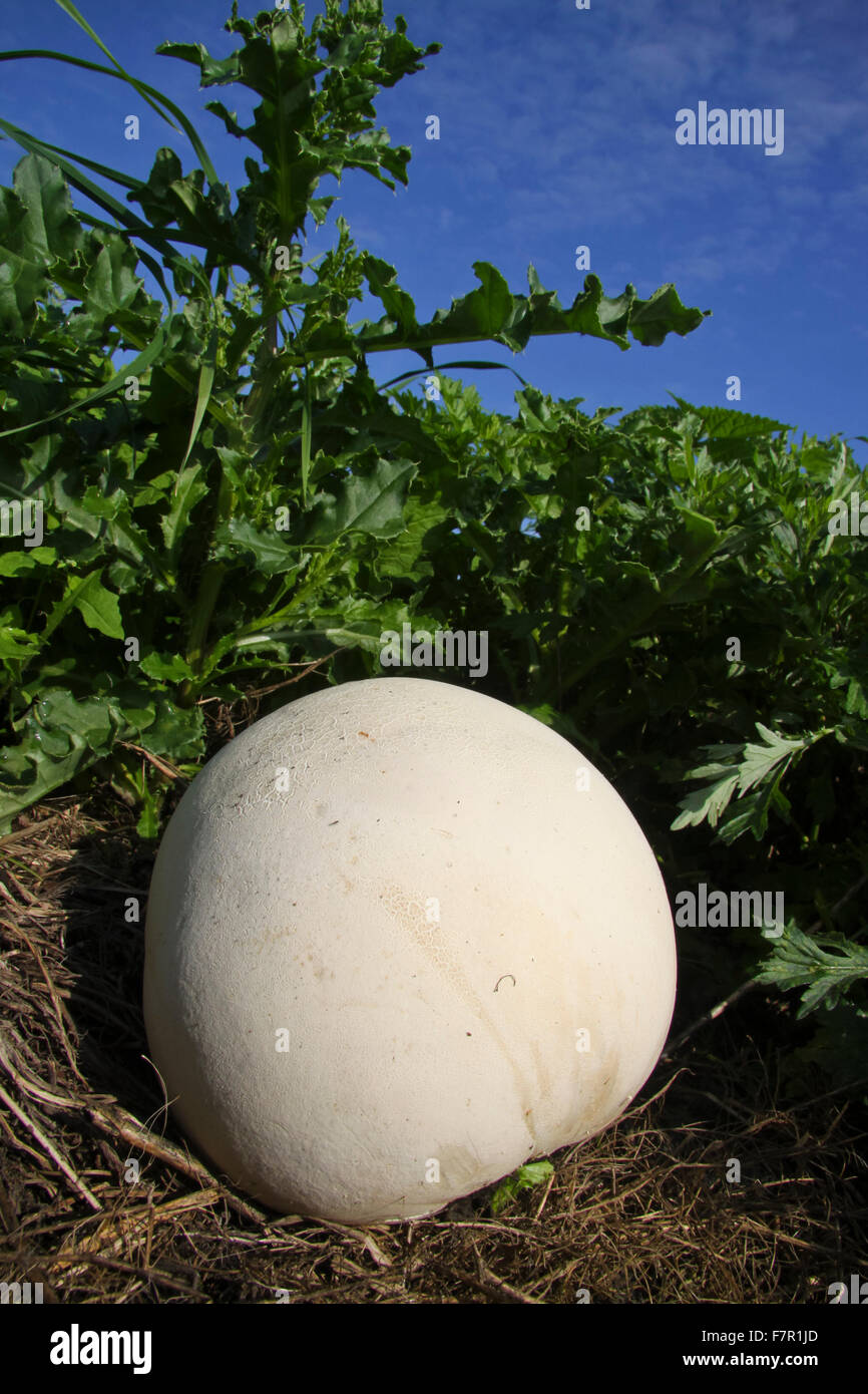 Giant puffball, Calvatia gigantea Stock Photo