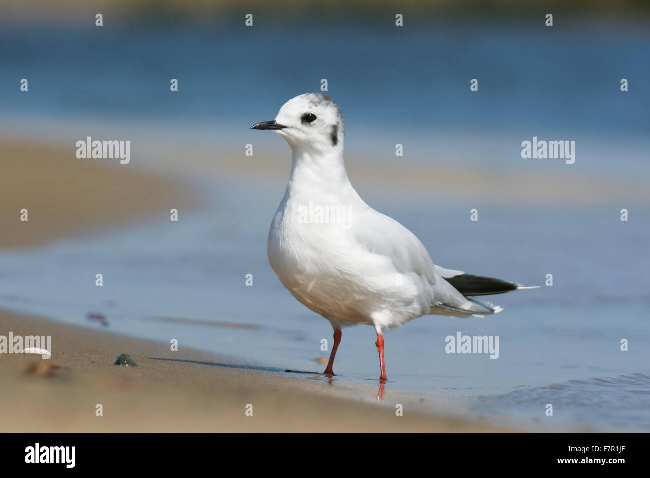 Adult Little Gull, Larus minutus standing on a sandy shore Stock Photo