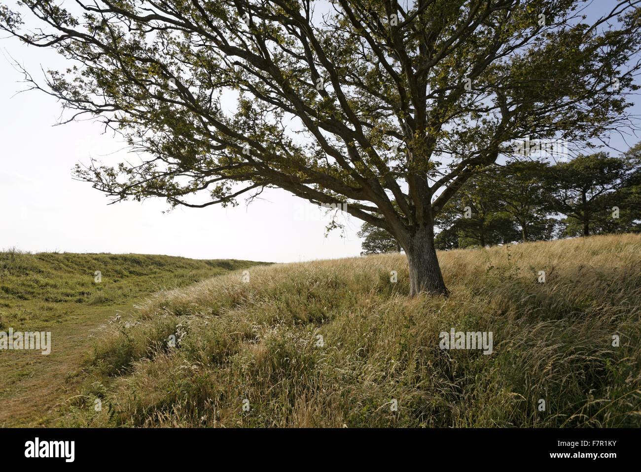 Trees growing on the estate at Kingston Lacy, Dorset. Kingston Lacy was