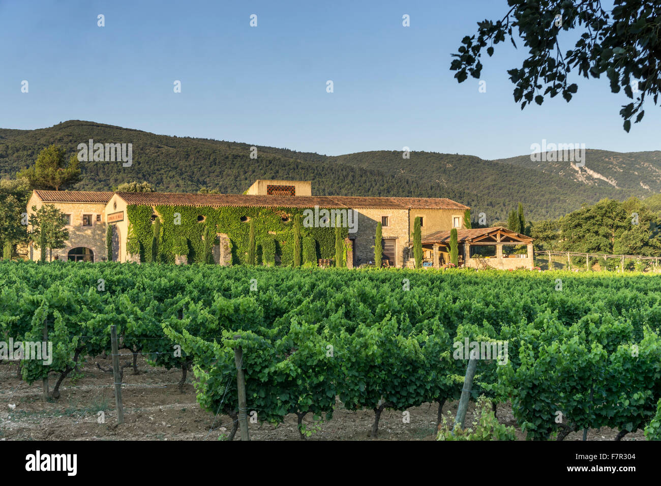 Domaine Sainte Marie, vineyard, Hotel La Bastide de Marie , Luberon, Menerbes, Provence, France Stock Photo