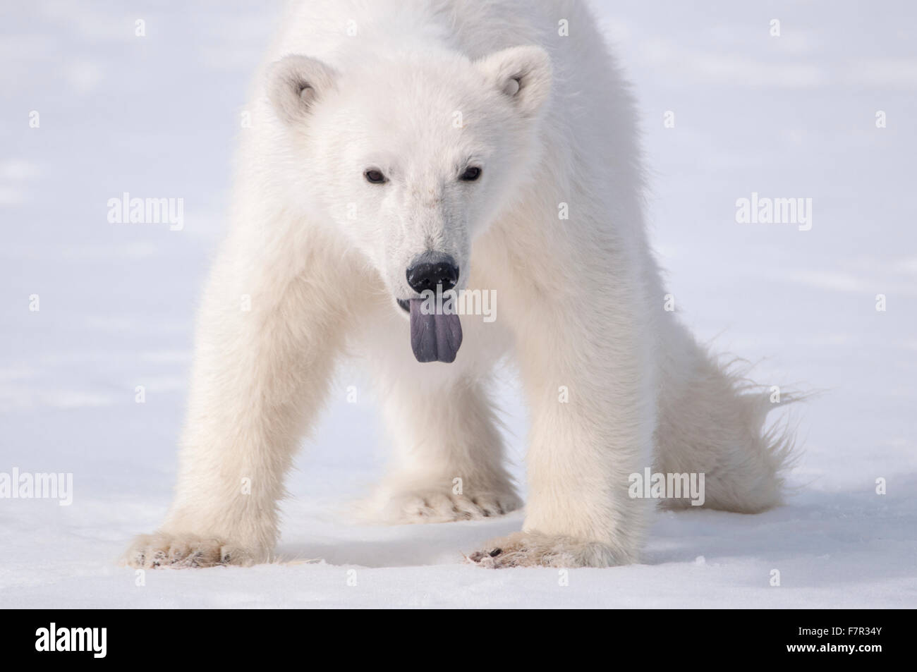 A Young Polar Bear (Ursus Maritimus) sticks out it's tongue to taste