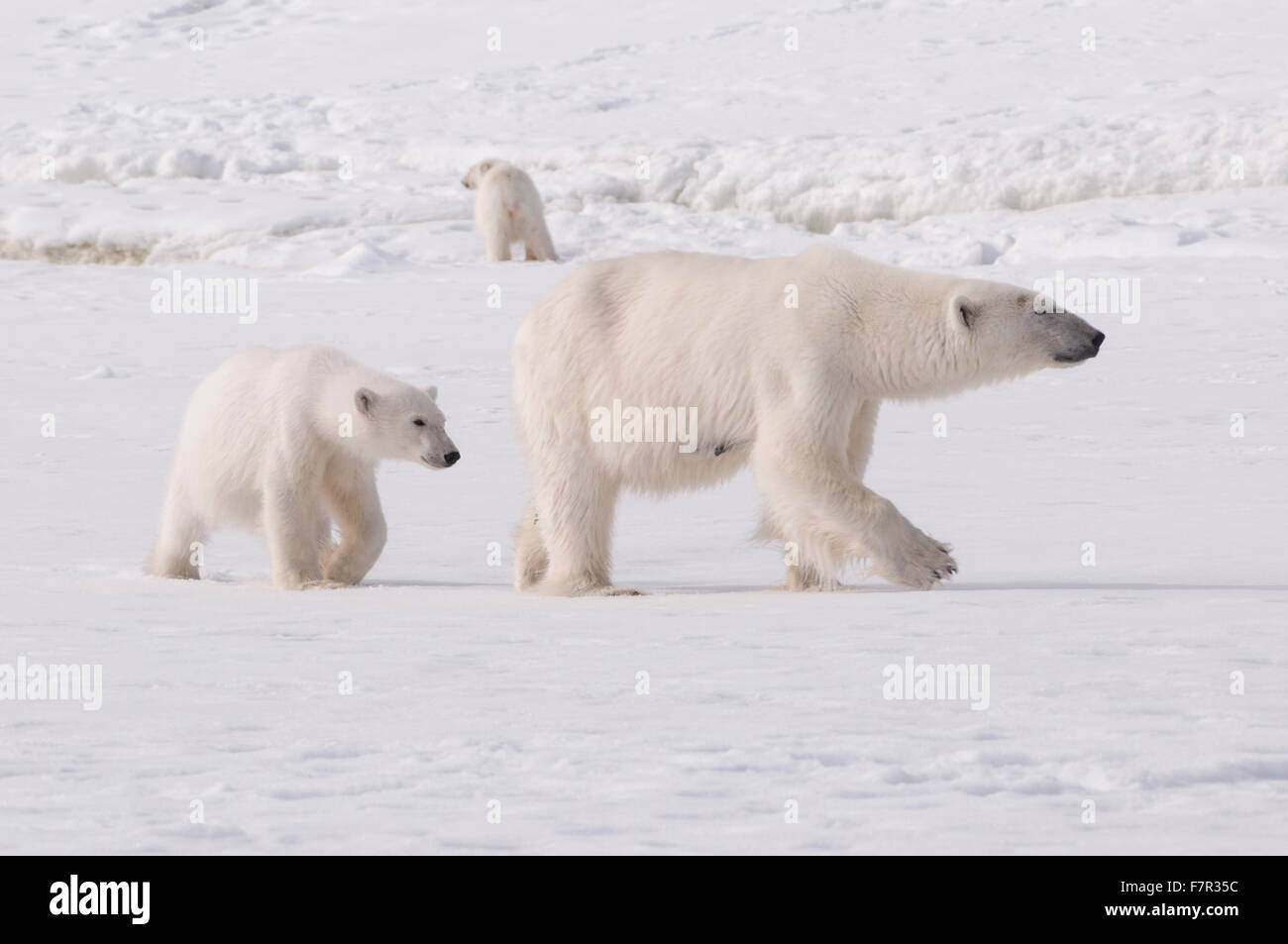 A Polar Bear Family (Ursus Maritimus), Mother and Cubs on the sea ice at Sallyhamna, Svalbard Stock Photo