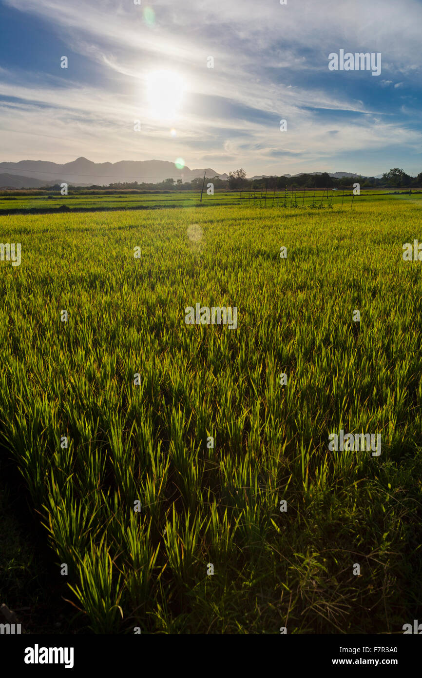 Sunrise over a rice field in the Philippines, Luzon island Stock Photo ...