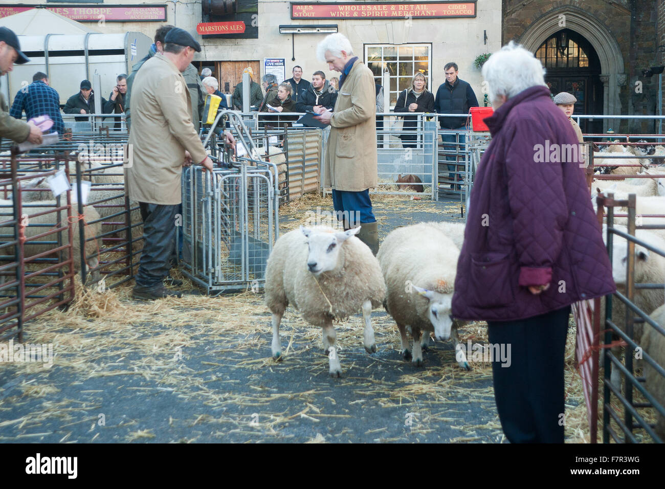 Uppingham, Rutland, UK., 2nd Dec 2015. Weighing the sheep and leading them to the pens at the Uppingham Fatstock show. Credit:  Jim Harrison/Alamy Live News Stock Photo