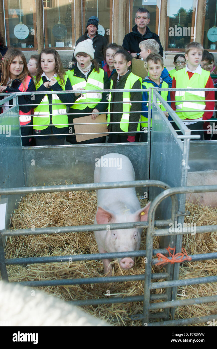 Uppingham, Rutland, UK., 2nd Dec 2015. Schoolchildren looking at the pig in a pen at the Uppingham Fatstock Show Credit:  Jim Harrison/Alamy Live News Stock Photo