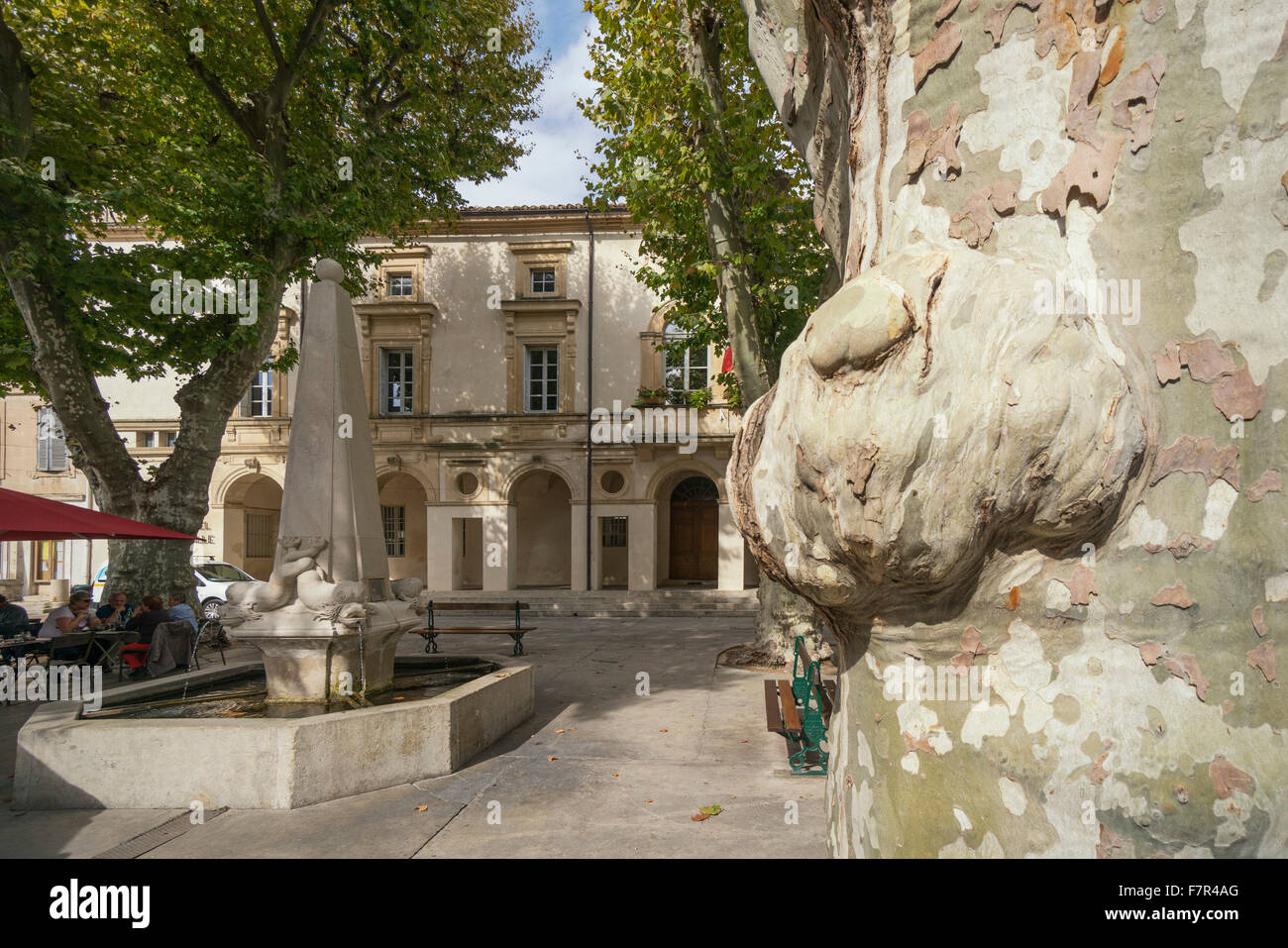 Plane Tree, village sqaure, Saint Remy de Provence, Provence, France Stock Photo