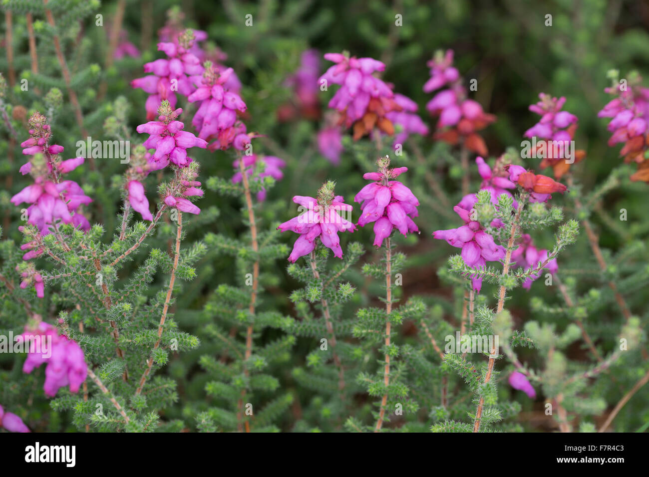 Dorset heath, Wimpern-Heide, Wimpernheide, Wimperheide, Wimper-Heide, Dorset-Heide, Erica ciliaris, Bruyère ciliée Stock Photo