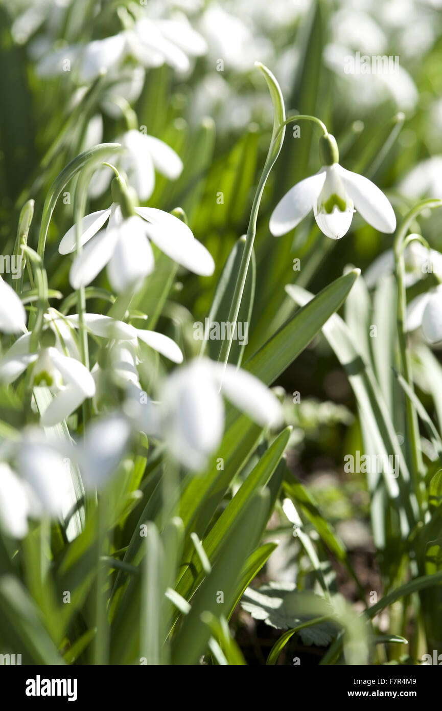 Snowdrops growing in the garden at Monk's House, East Sussex. Monk's House was the writer Virginia Woolf's country home and retreat. Stock Photo