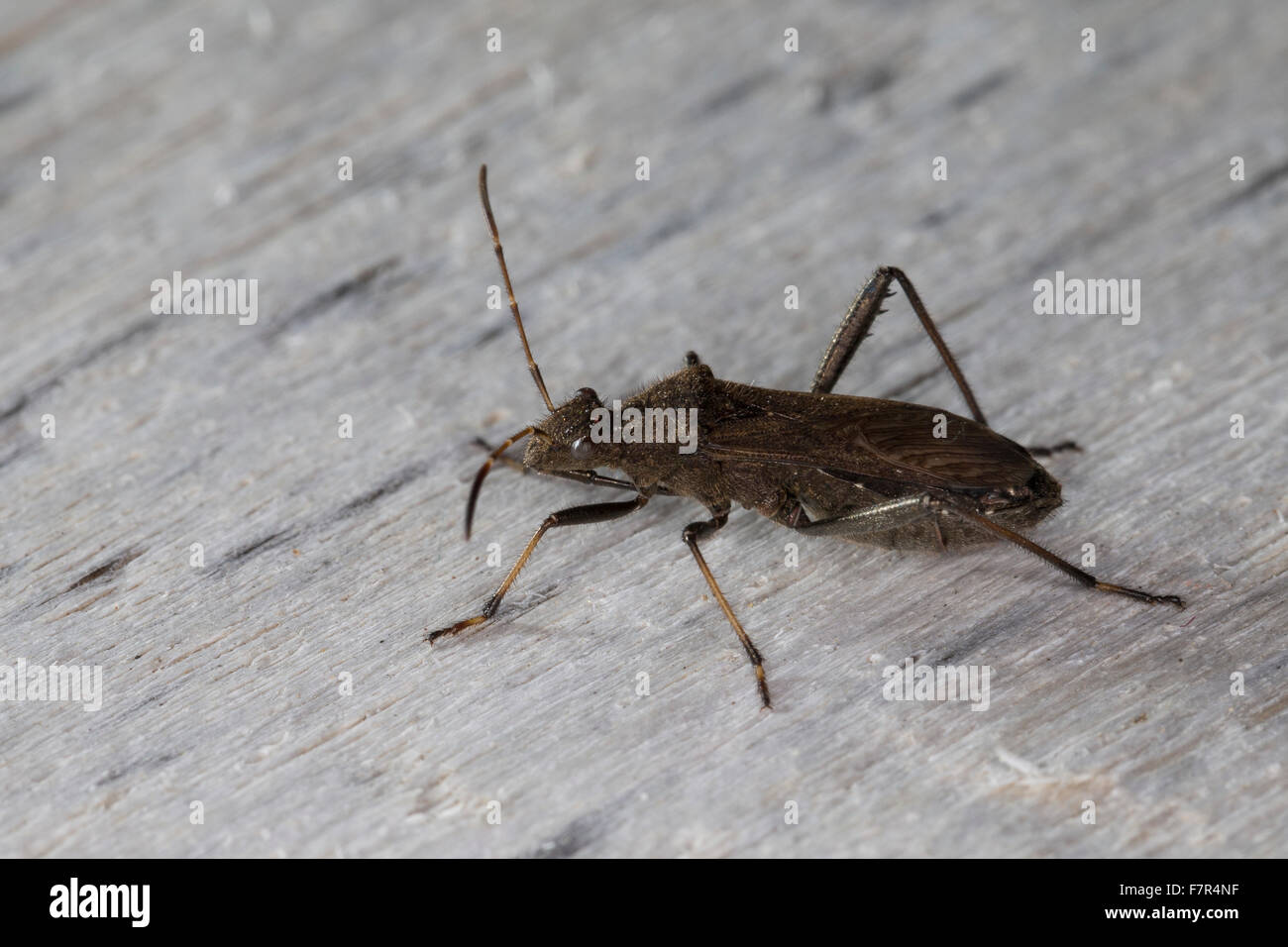 Broad-Headed Bug, Broad Headed Bug, Rotrückiger Irrwisch, Krummfühlerwanze, Alydus calcaratus, broad-headed bugs Stock Photo