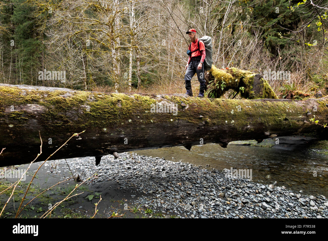 WASHINGTON Hiker log bridge crossing stream to 5Mile Island in the