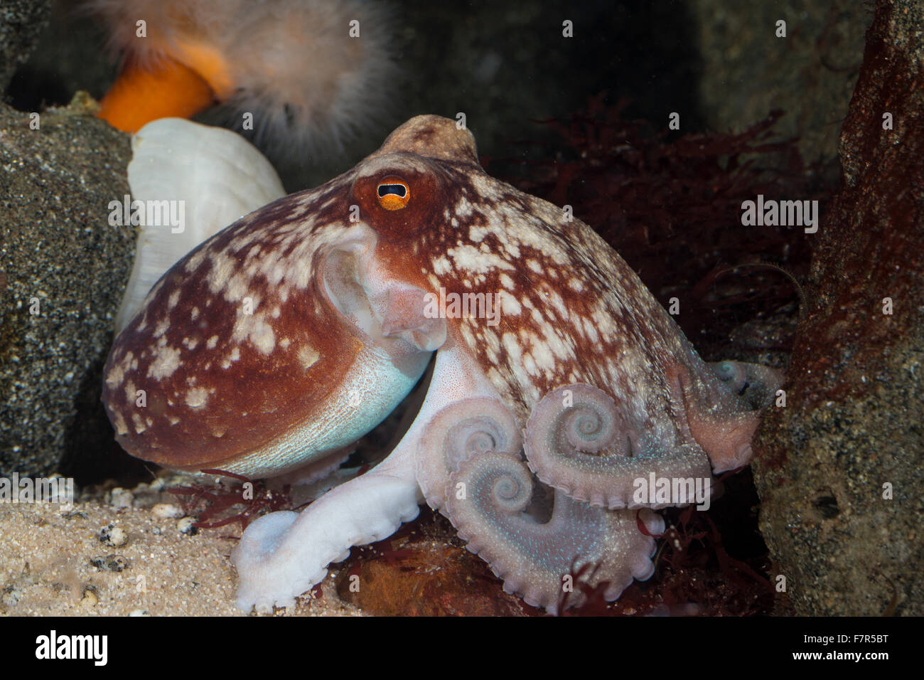 Curled octopus, lesser octopus, horned octopus, Zirrenkrake, Zirren-Krake, Kleiner Krake, Kleiner Octopus, Eledone cirrhosa Stock Photo