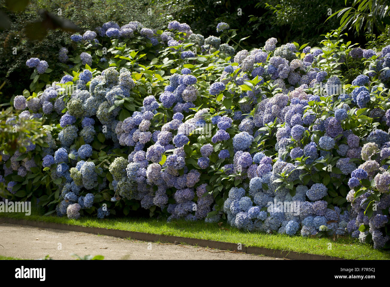 Hydrangeas growing in the garden at Speke Hall, Garden and Estate ...