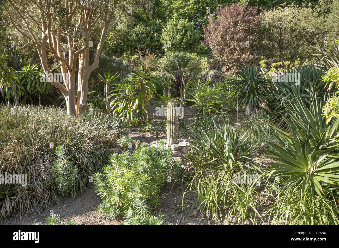 The garden at at Coleton Fishacre, Devon. Plants include yuccas, bromeliads, echiums, euphorbias, fascicularias and cacti, with trees including the Chilean myrtle, Luma apiculata. Stock Photo