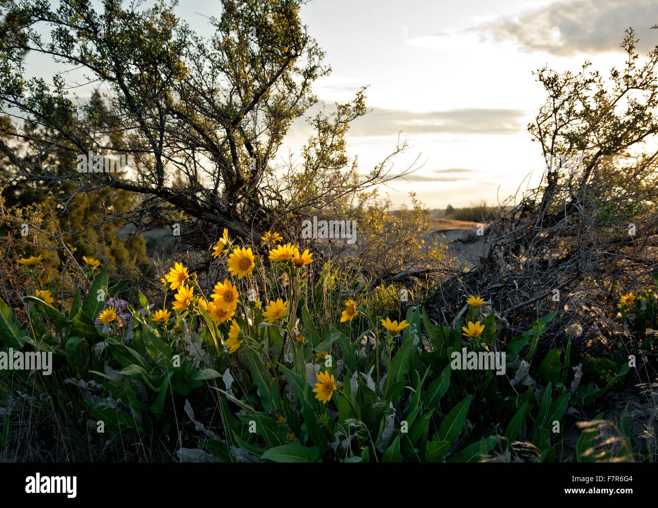 WASHINGTON - Balsamroot blooming under the shade of a gray rabbitbrush in Juniper Dunes Wilderness Area located north of Pasco. Stock Photo