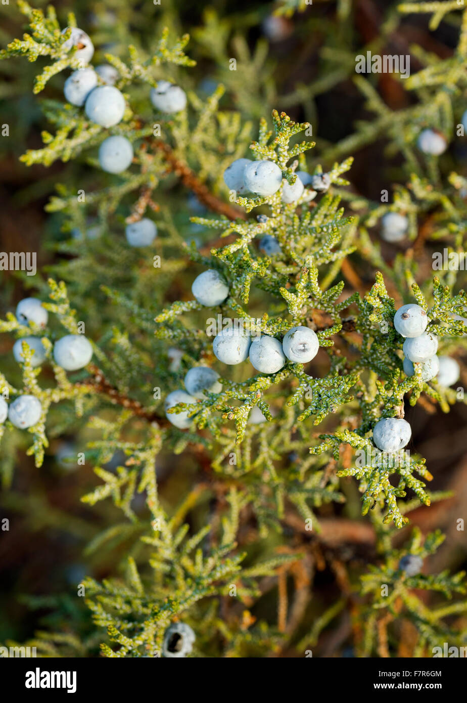 WA12202-00...WASHINGTON - Juniper berries on Juniper tree in the Juniper Dunes Wilderness located north of the Tri-Cities. Stock Photo