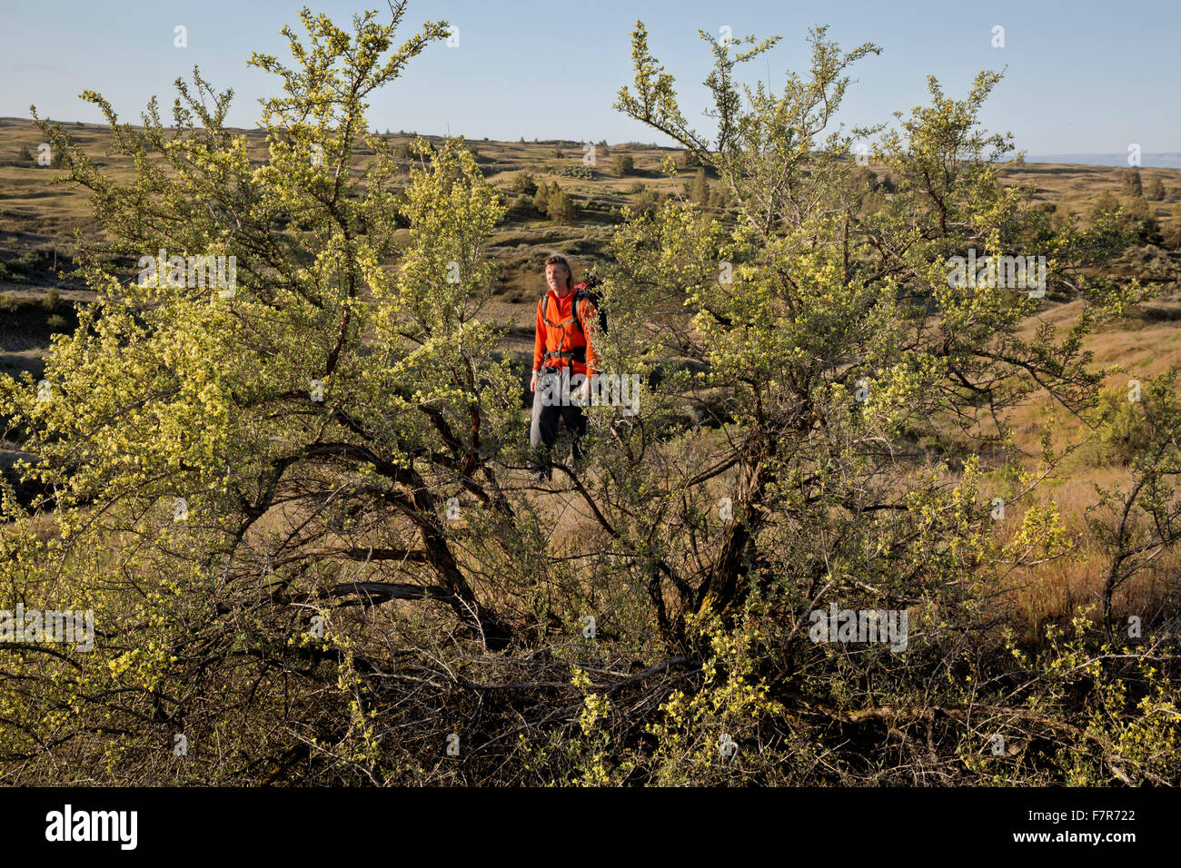WASHINGTON - Hiker climbing a grass and gray rabbitbrush covered sand dune in Juniper Dunes Wilderness Area north of Pasco. Stock Photo