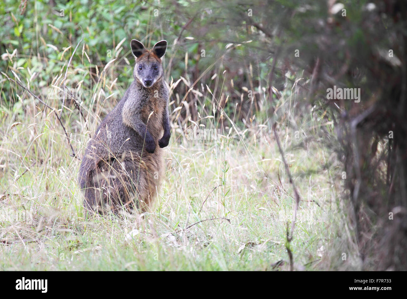 Swamp Wallaby (Wallabia bicolor) sitting in the bush on Phillip Island, Victoria, Australia. Stock Photo