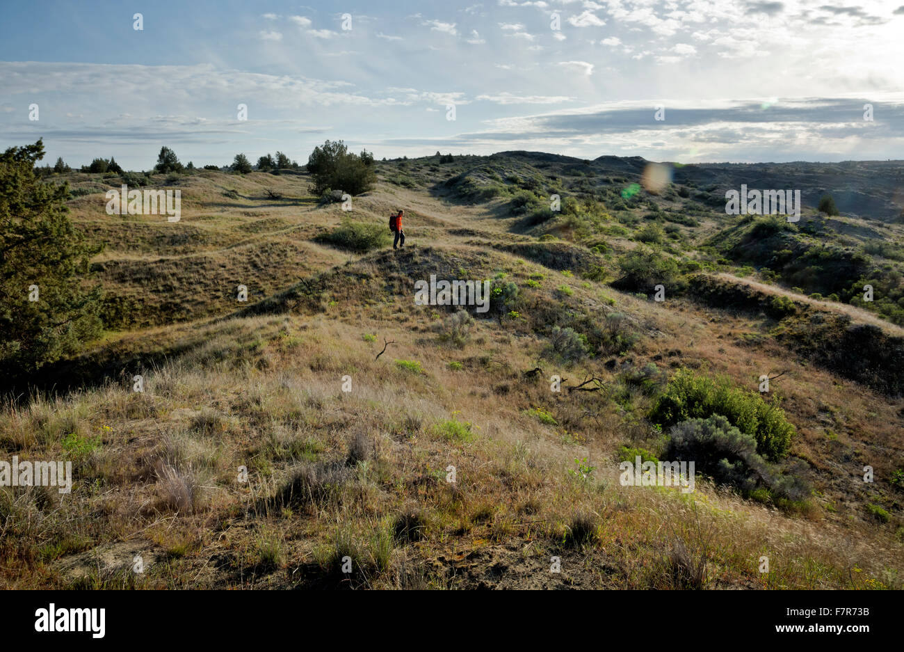 WA12206-00...WASHINGTON - Hiker climbing a grass covered sand dune in Juniper Dunes Wilderness Area located north of Pasco. Stock Photo