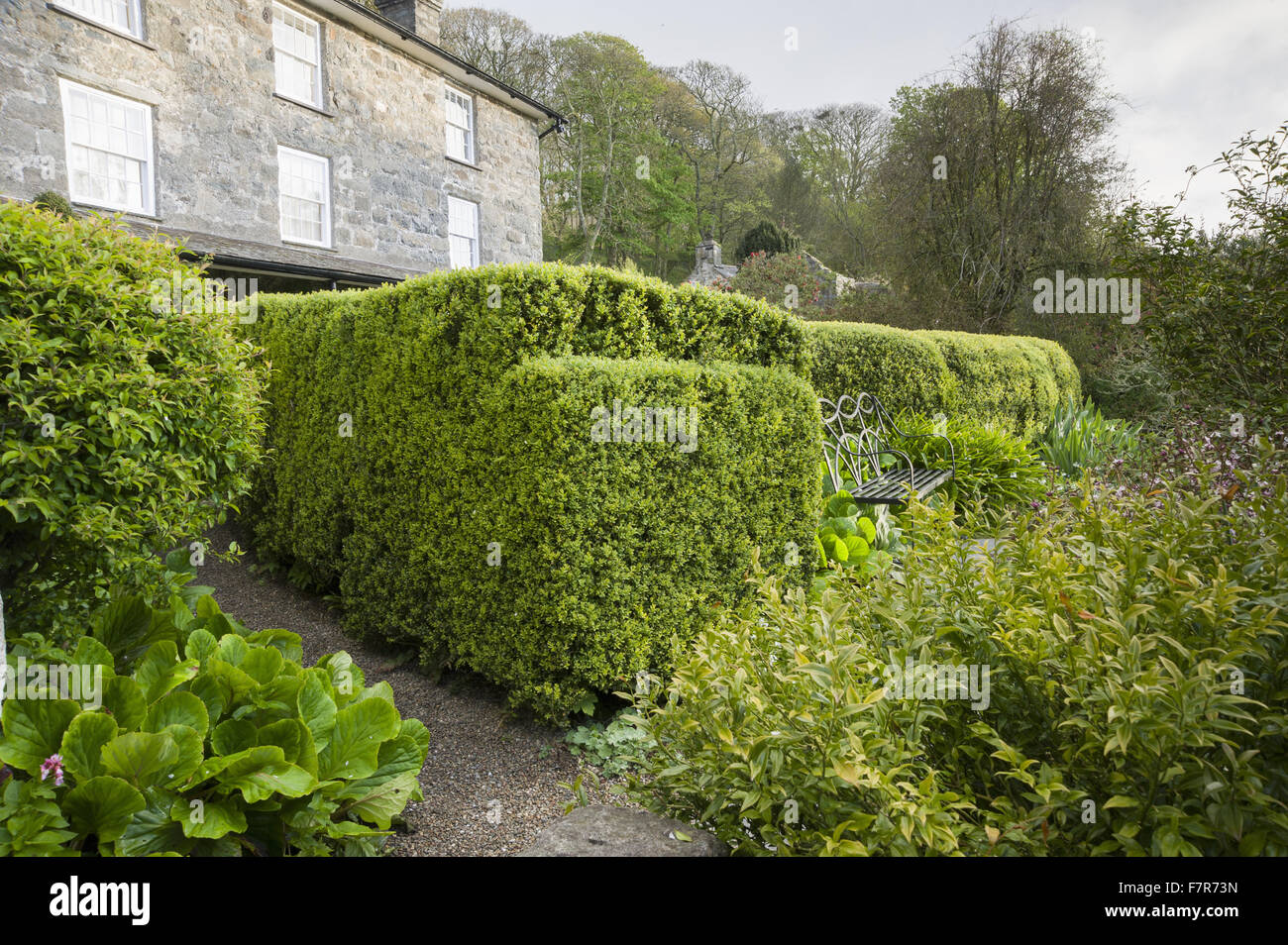 Box hedging, bergenias, ferns and sarcococca, with the house behind, at Plas yn Rhiw, Gwynedd. The gardens at Plas yn Rhiw have spectacular views across Cardigan Bay. Stock Photo