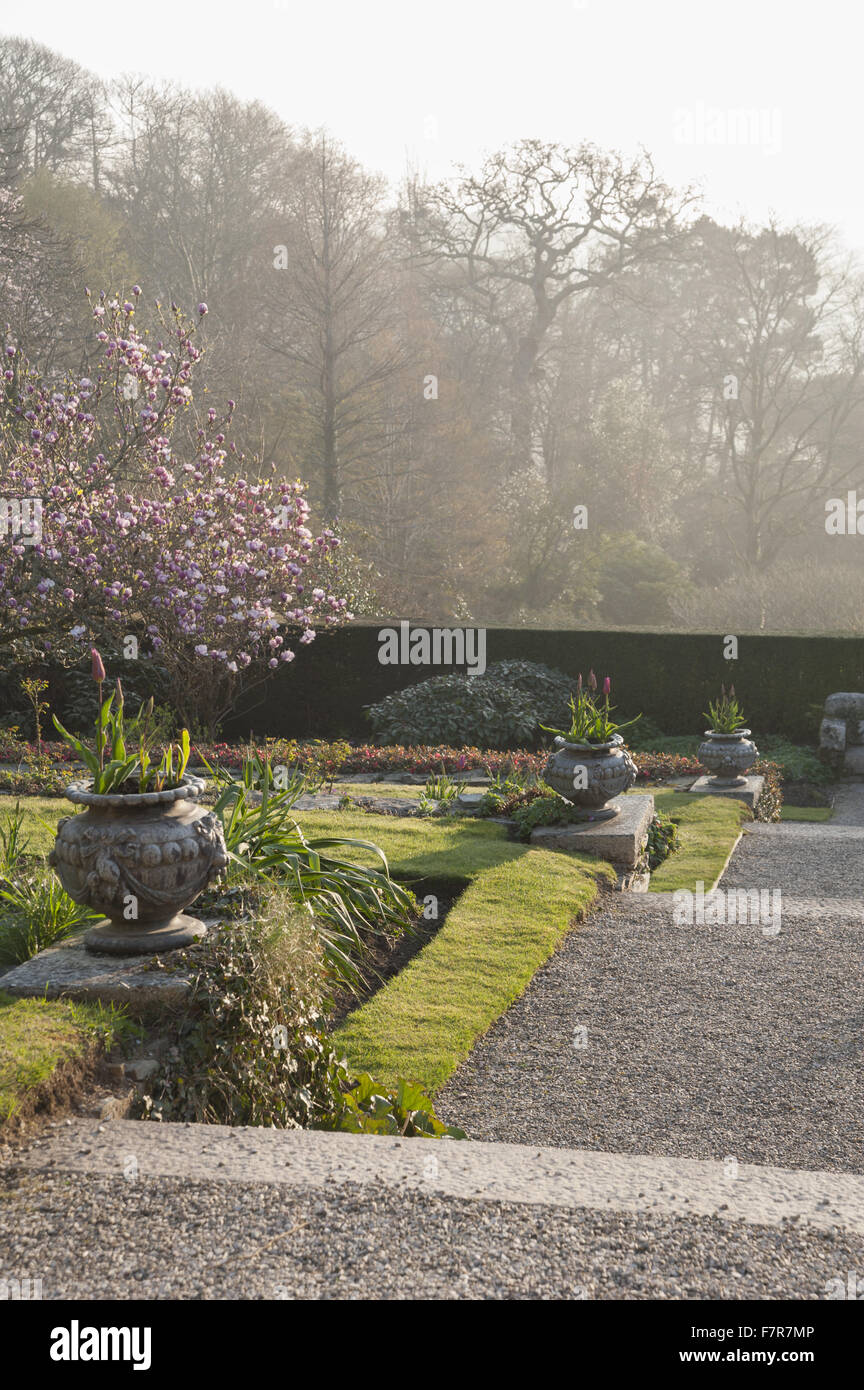View of magnolia and rhododendrons, in the east terrace at dawn, at Cotehele, Cornwall. Stock Photo
