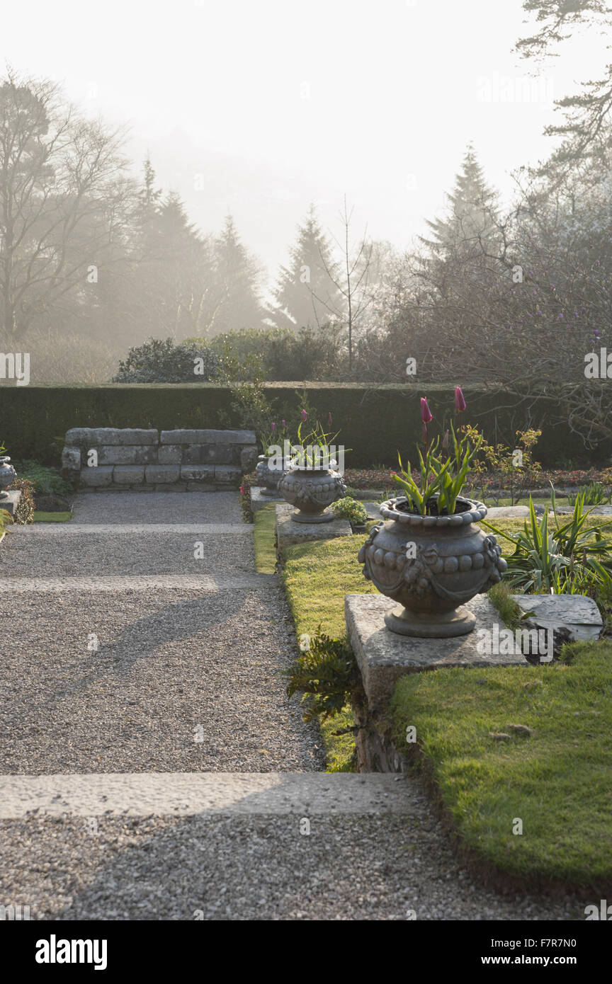 View of magnolia and rhododendrons, in the east terrace at dawn, at Cotehele, Cornwall. Stock Photo