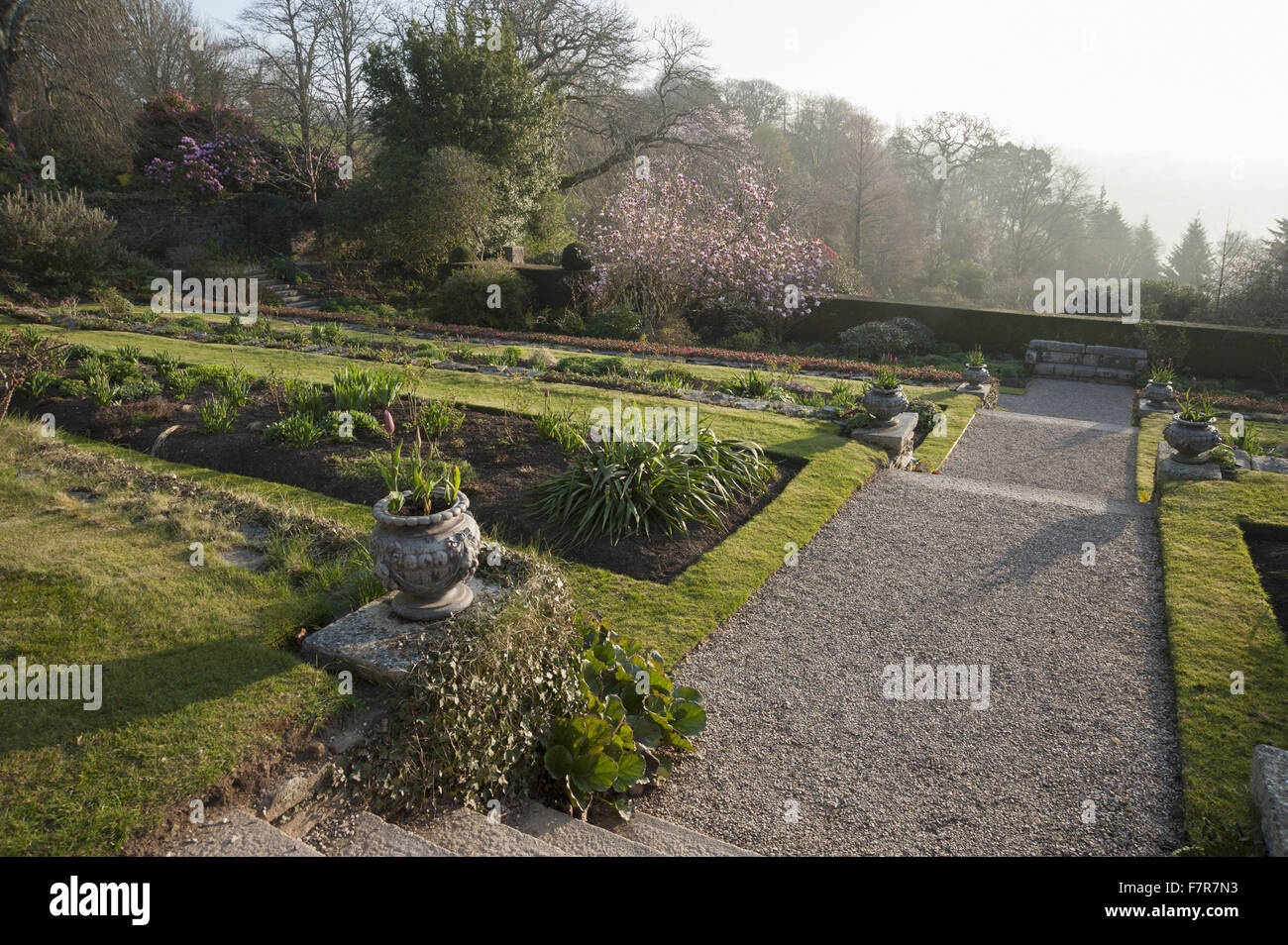 View across magnolia and rhododendrons at dawn from the east terrace at Cotehele, Cornwall. Stock Photo