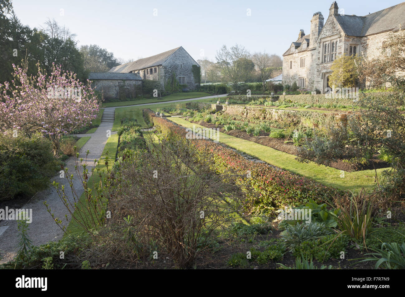 View of magnolia on the east terrace at sunrise at Cotehele, Cornwall. Stock Photo