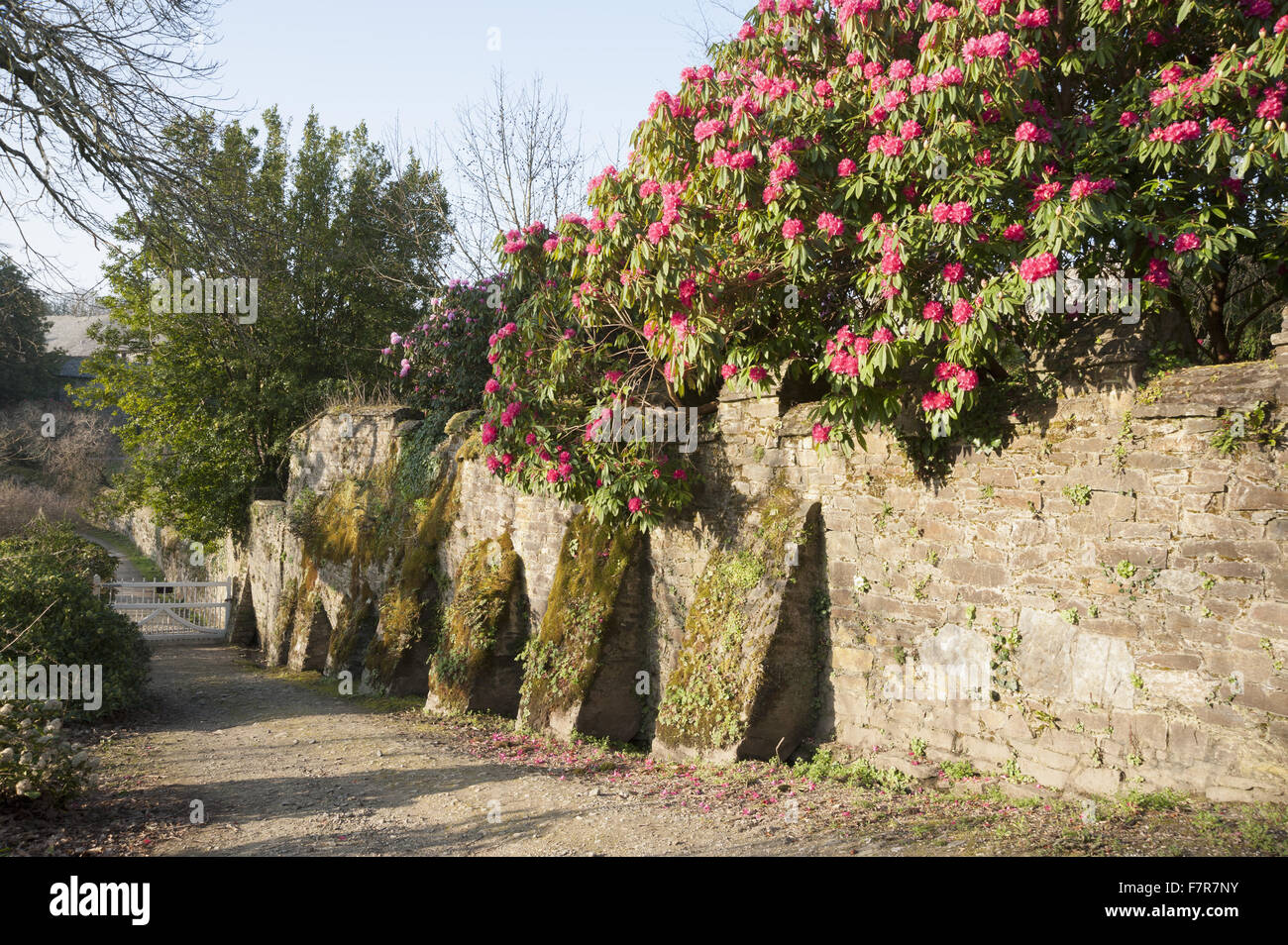Cornwall Rhododendron Retaining wall with buttresses and rhododendron at Cotehele, Cornwall ...