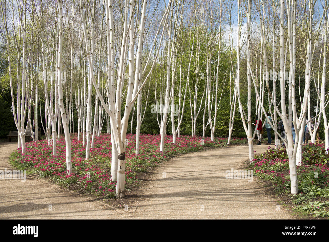 Woodland in the spring at Anglesey Abbey, Gardens and Lode Mill, Cambridgeshire. Stock Photo