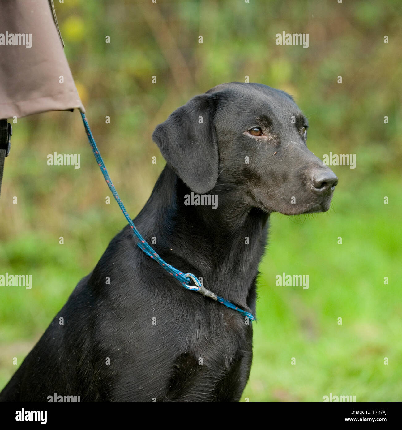 black labrador retriever Stock Photo