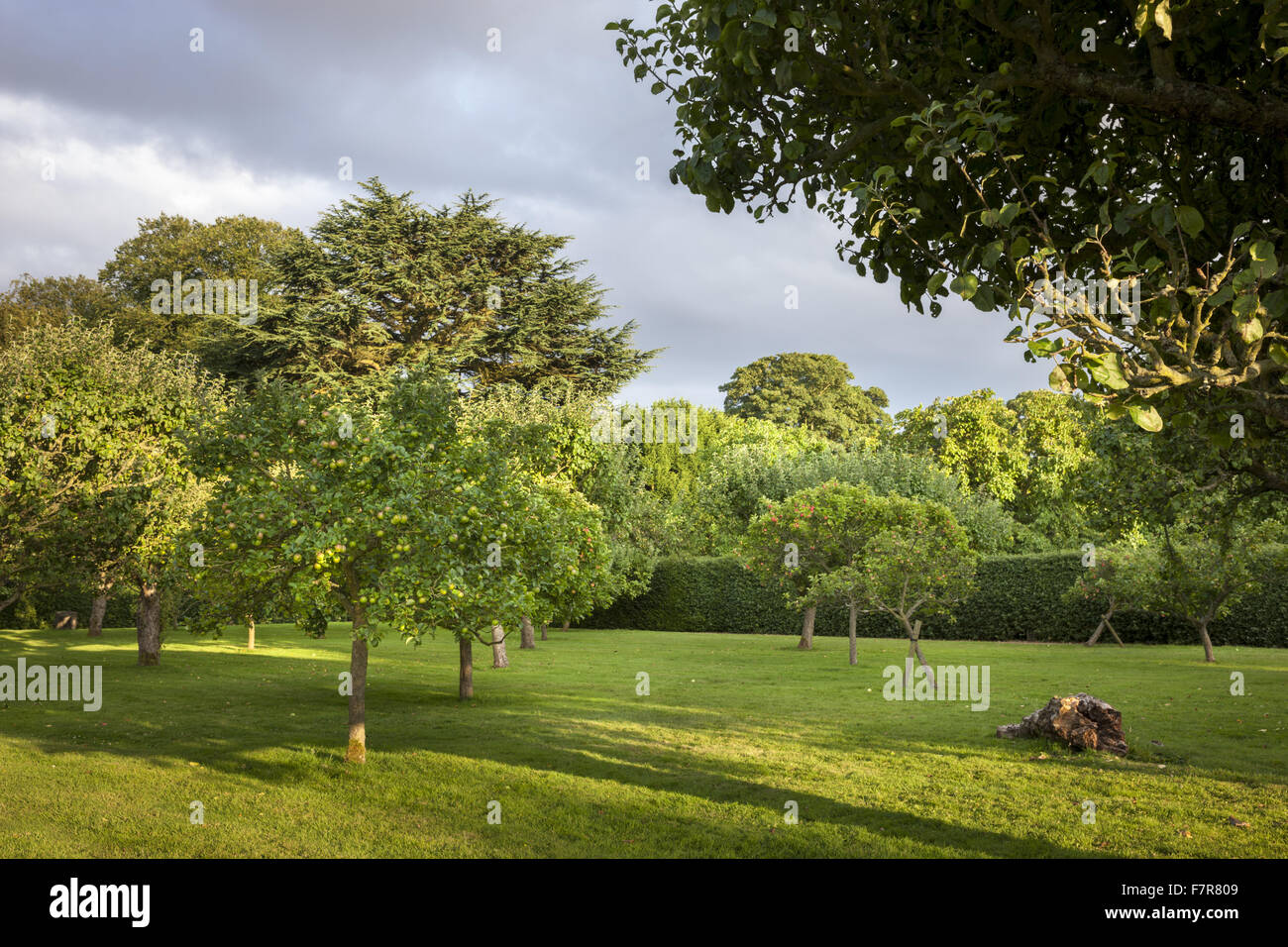 The Fruiting Orchard at Hardwick Hall, Derbyshire. The Hardwick Estate is made up of stunning houses and beautiful landscapes. Stock Photo