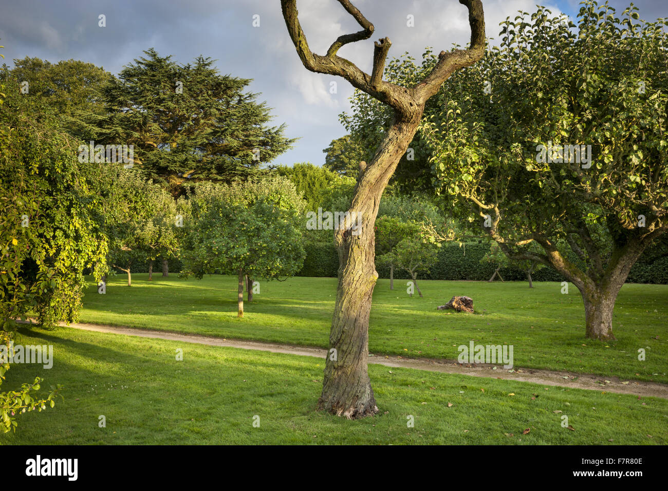 The Fruiting Orchard at Hardwick Hall, Derbyshire. The Hardwick Estate is made up of stunning houses and beautiful landscapes. Stock Photo