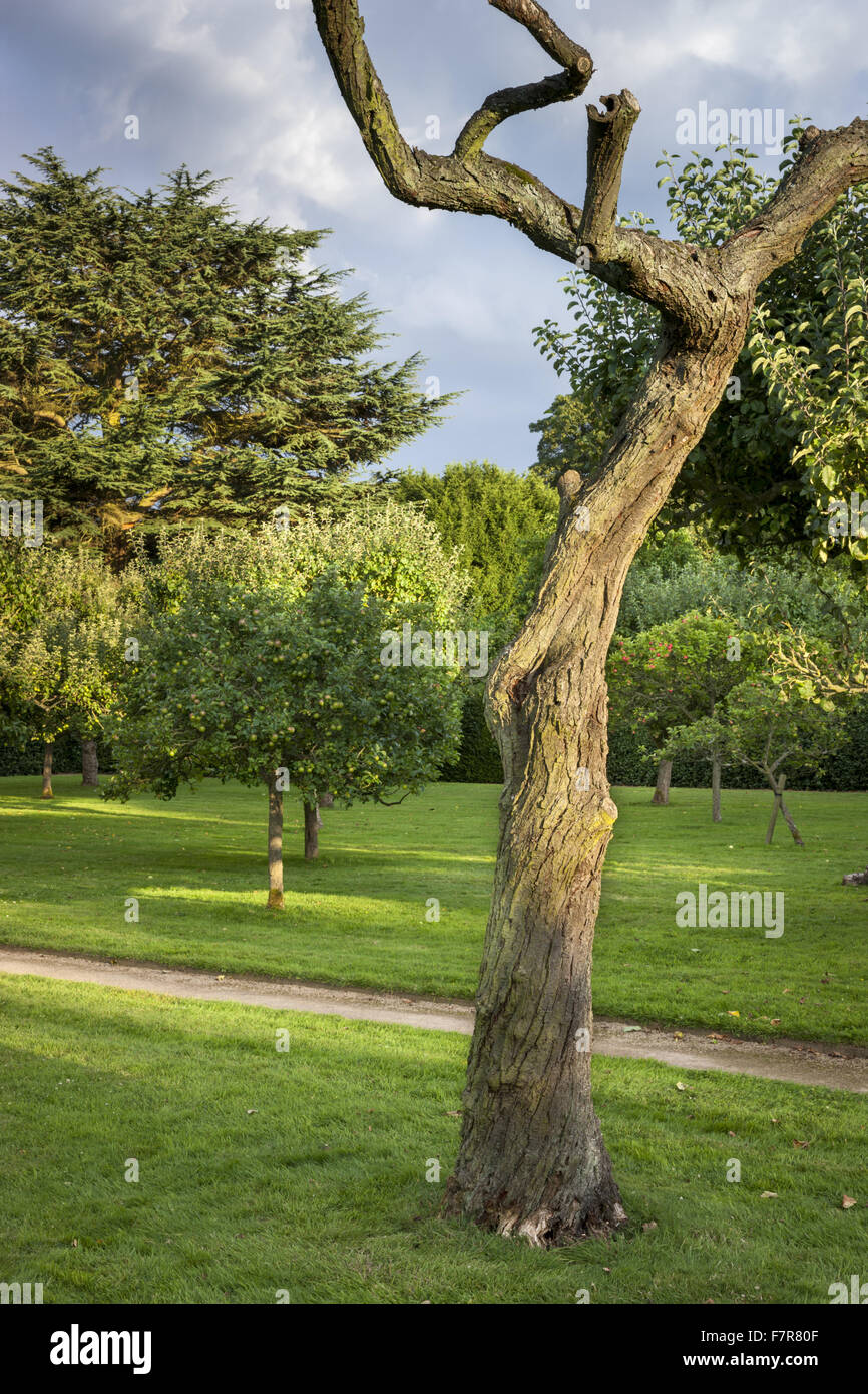The Fruiting Orchard at Hardwick Hall, Derbyshire. The Hardwick Estate is made up of stunning houses and beautiful landscapes. Stock Photo