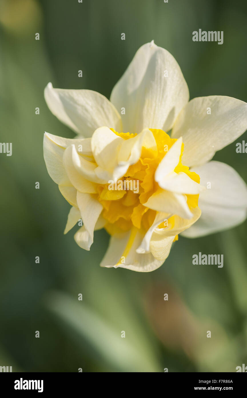 Narcissus 'Butter and Eggs' dating from the 17th century, growing in