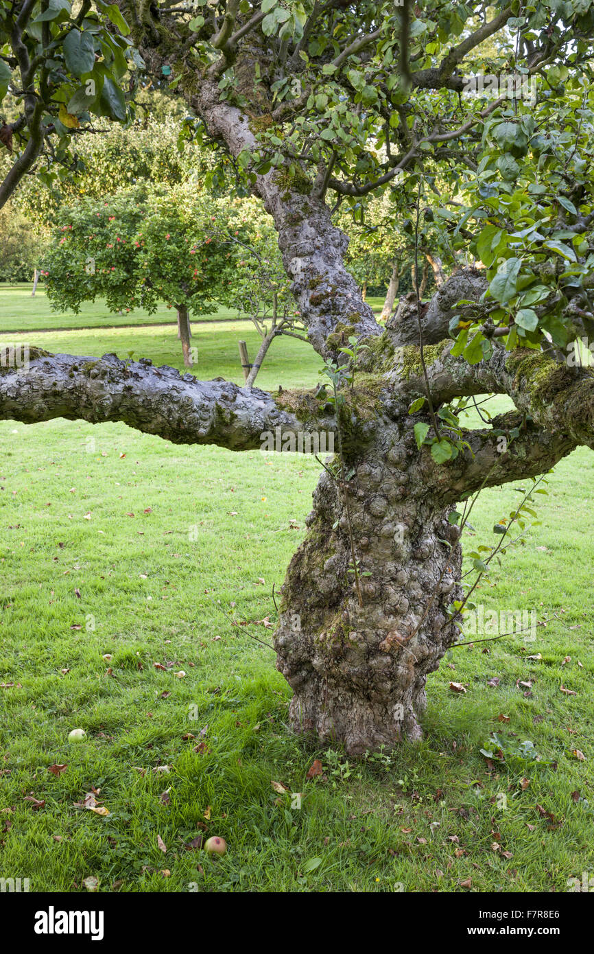 The Discovery Apple Tree at Hardwick Hall, Derbyshire. The Hardwick Estate is made up of stunning houses and beautiful landscapes. Stock Photo