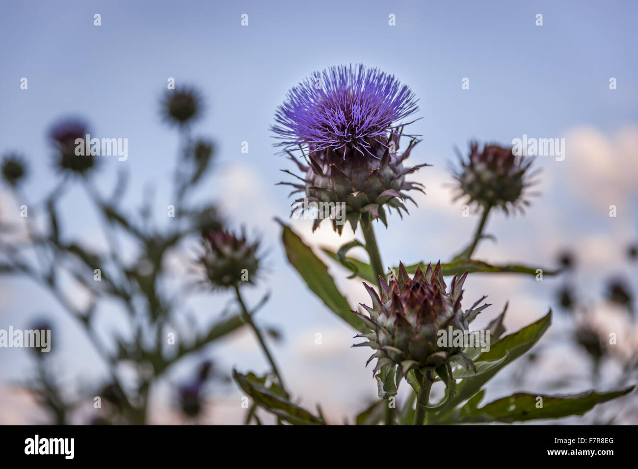 Cardoons growing in the Herb Garden at Hardwick Hall, Derbyshire. The ...