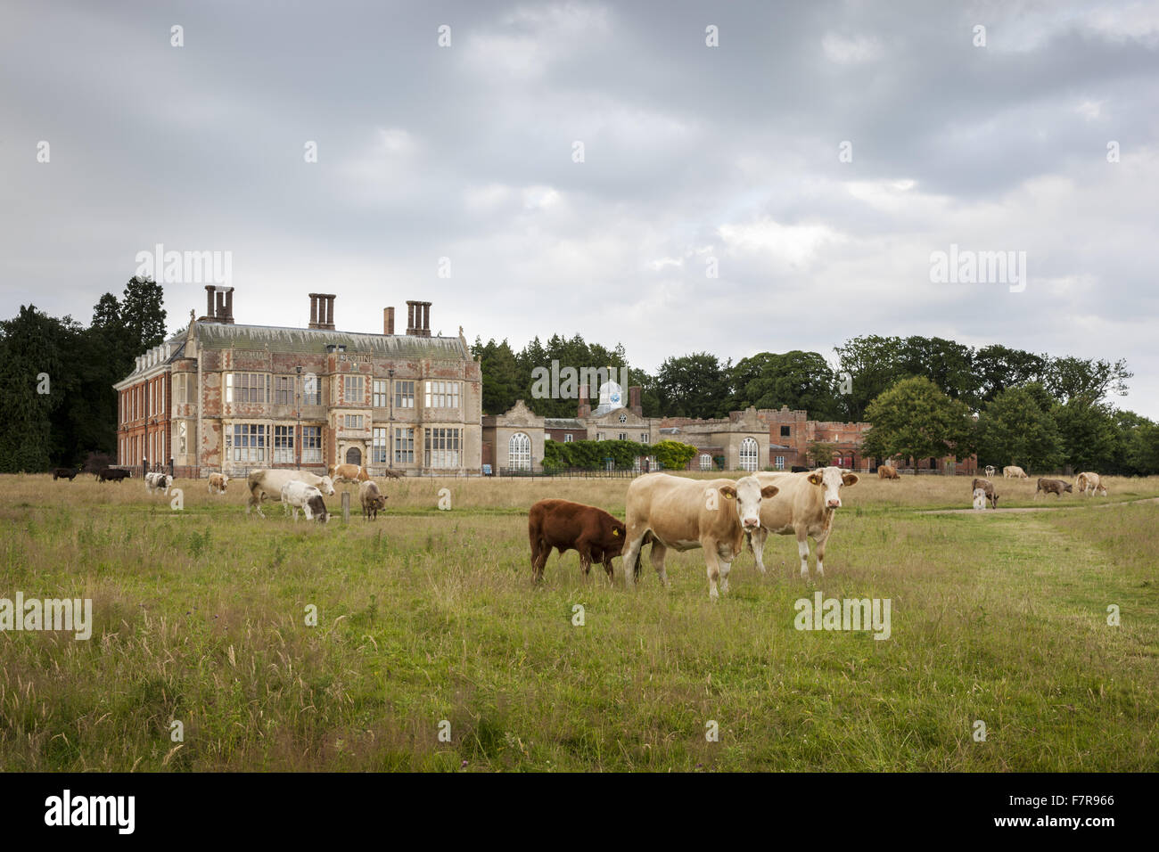 Cattle outside the south front of the Hall at Felbrigg Hall, Gardens and Estate, Norfolk. Stock Photo