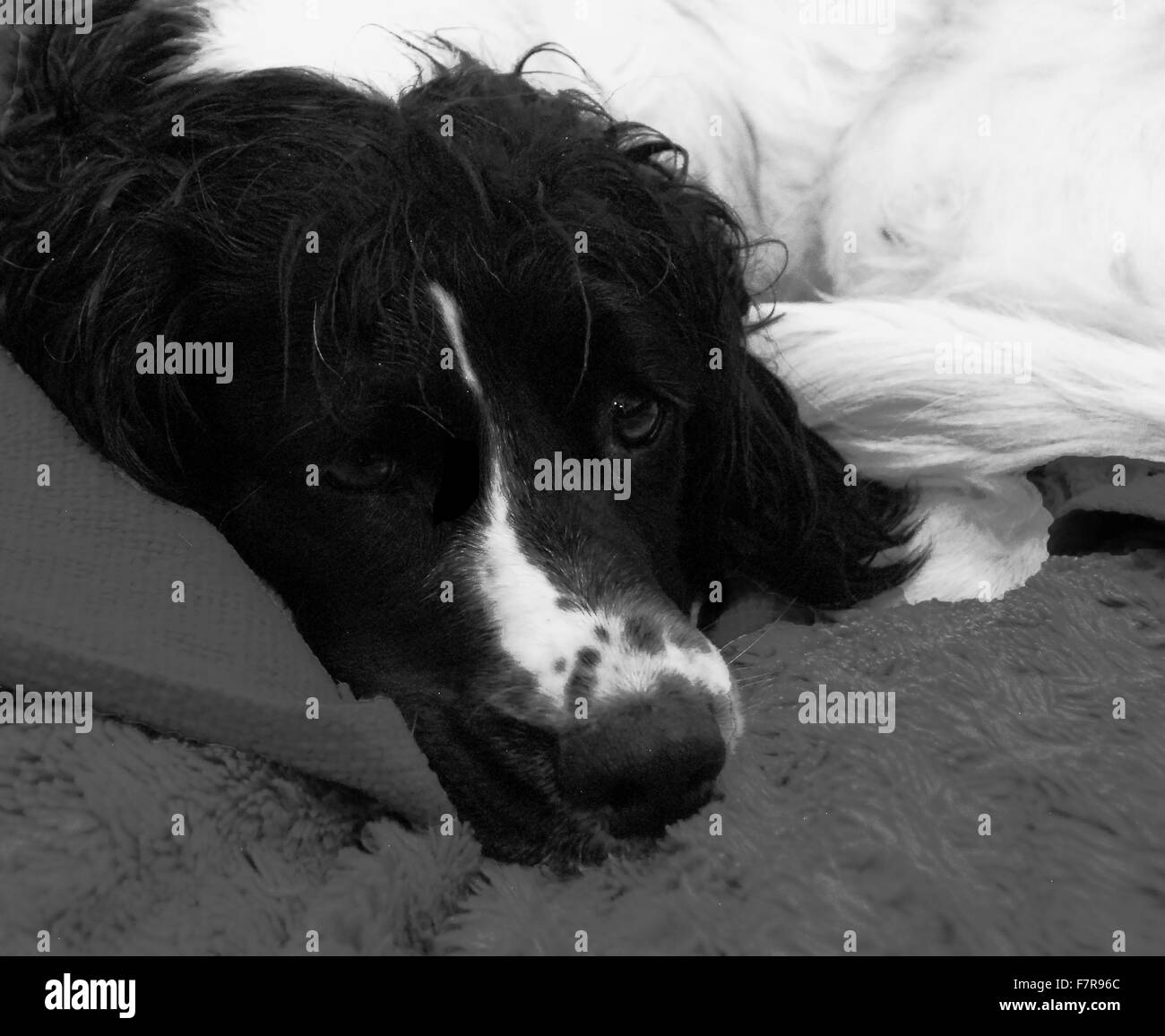sprocker spaniel,spaniel cross,cocker,springer,pet dog,black and white, Stock Photo
