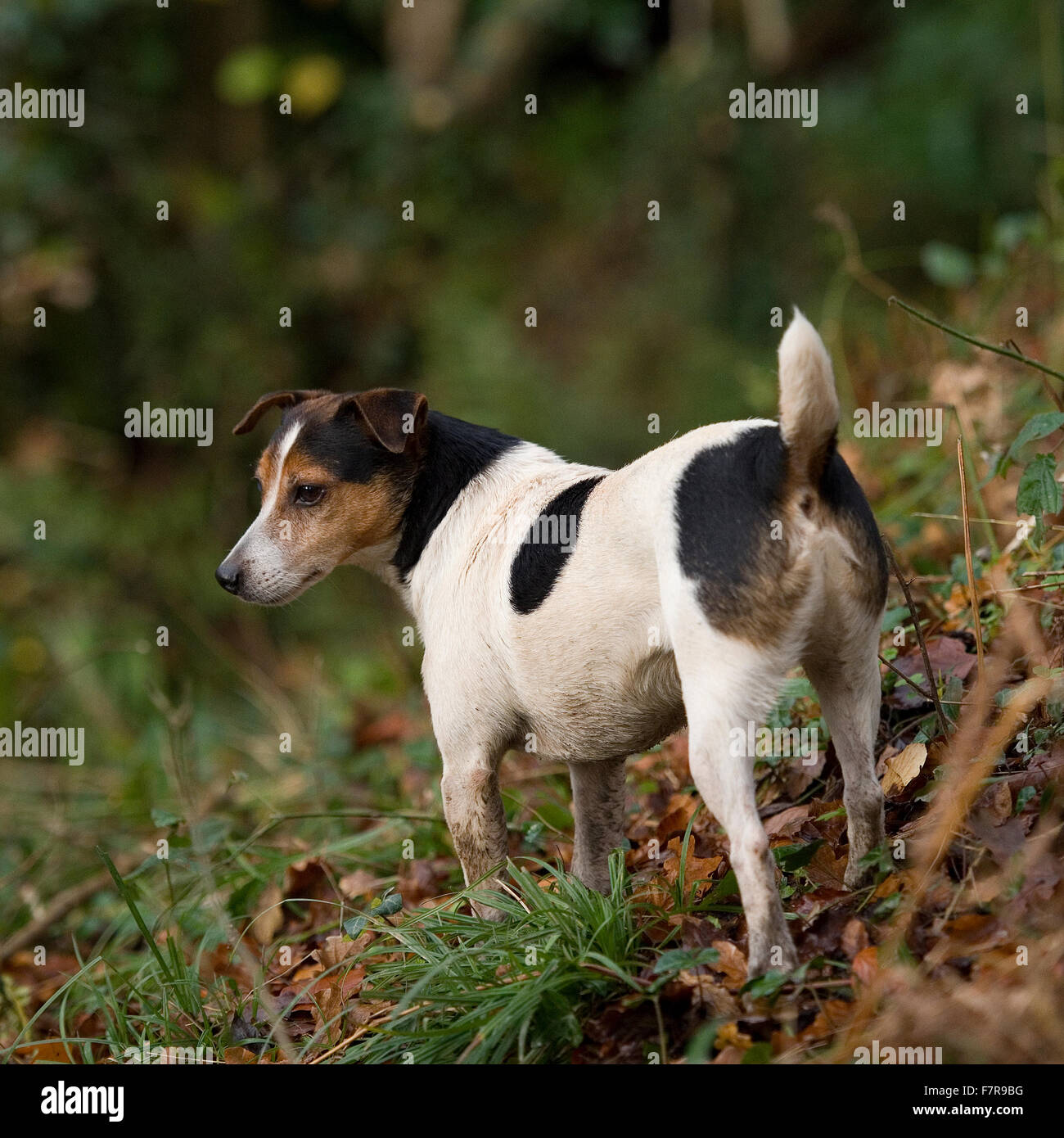 jack russell terrier in woods Stock Photo