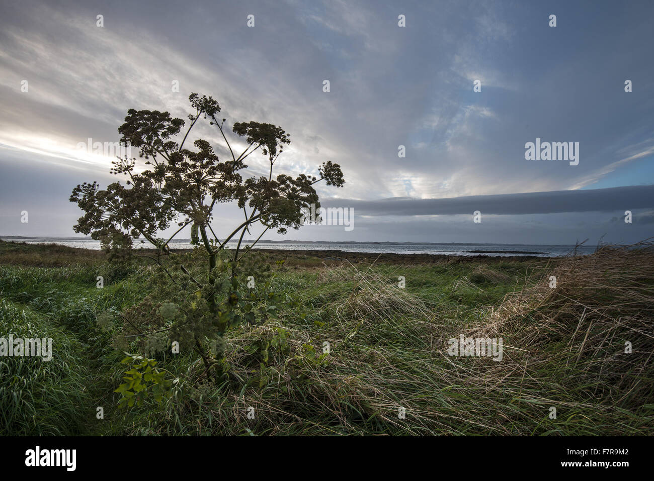 Ballyhenry Island, County Down. Ballyhenry Island is a rocky island of