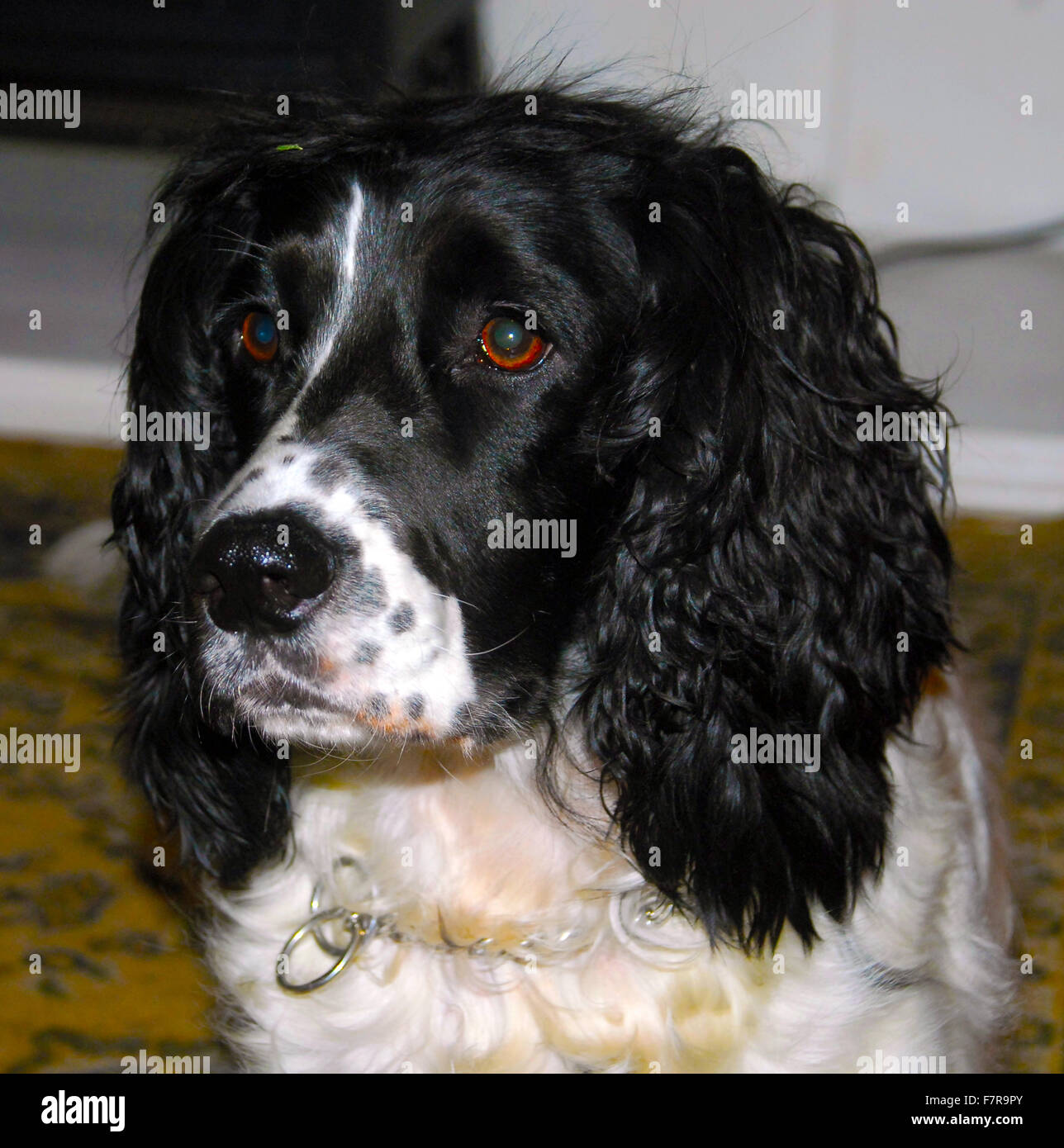 operation resident golf sprocker spaniel,spaniel cross,cocker,springer,pet dog,black and white  Stock Photo - Alamy