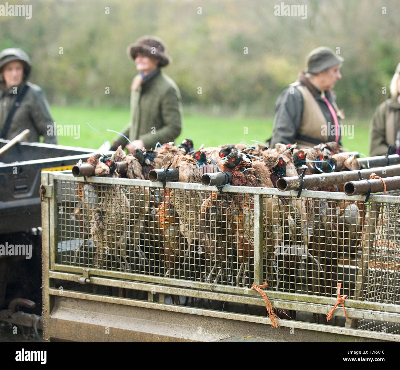 game cart with pheasants Stock Photo